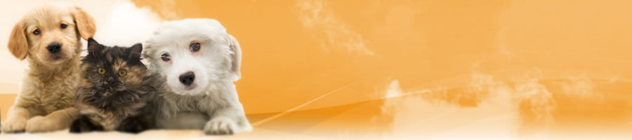 ���O�L���[�u�͂��������ł���H��i�̃t���[�Y�h���C�h�b�O�t�[�h�����r���[�����I